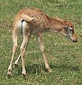 Young Bontebok