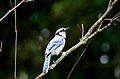 Blue Jay, Cyanocitta cristata