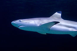 A_right shark with a blunt snout and obvious black tips on its pectoral and dorsal fins, against a plain dark background