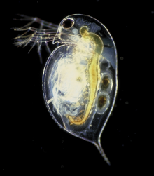 Daphnia pulex.png