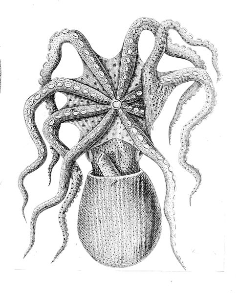 File:Eledone cirrhosa.jpg