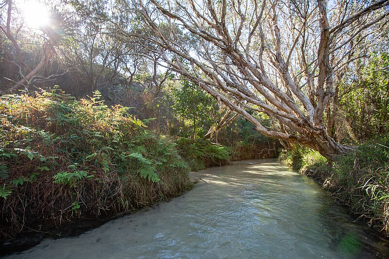 File:Eli creek Fraser Island.jpg