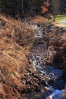 Fallow Hollow looking upstream.JPG