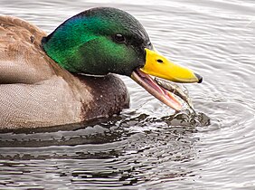 Eating a small fish