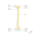 Cara posterior.