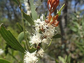 Цветущая Hakea laevipes.