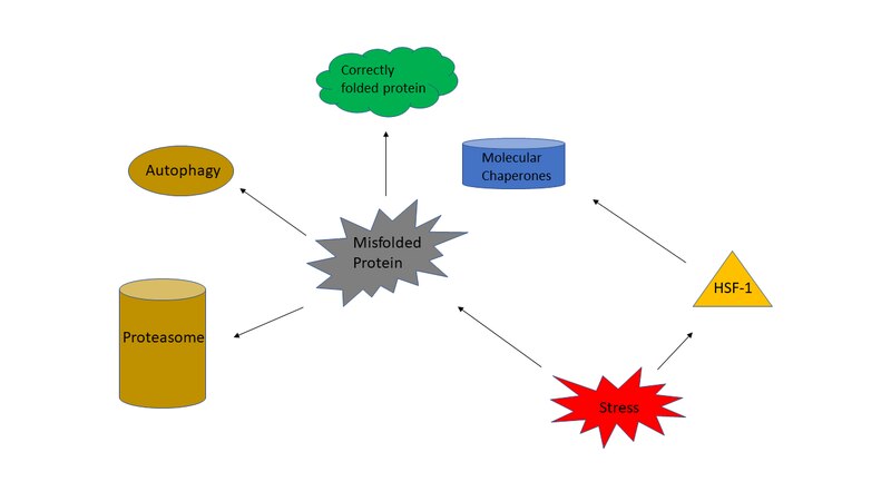 File:Heat Shock Response Pathway.tif