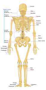 File:Human skeleton back en.svg (2007-10-31)