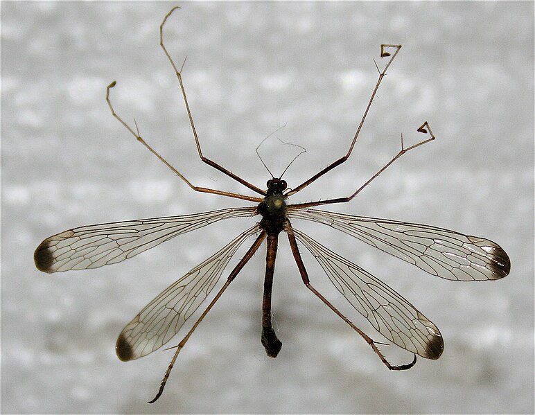 File:Hylobittacus apicalis Michigan.jpg