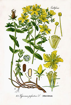 《德意志、奥地利和瑞士植物誌》 (1885), Hypericum perforatum