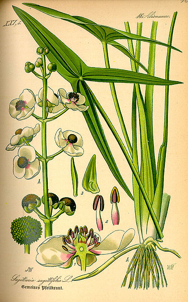 File:Illustration Sagittaria sagittifolia0.jpg