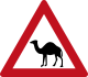 Camels