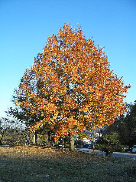 Файл:Liquidambar formosana 01.jpg