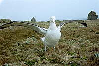 Wandering Albatross