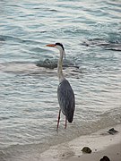 Grey heron, Ardea cinerea