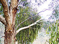 Mistletoe bush on a eucalyptus tree