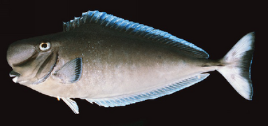 Naso tuberosus