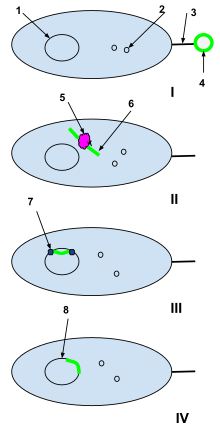 Natural Competence Drawing.svg