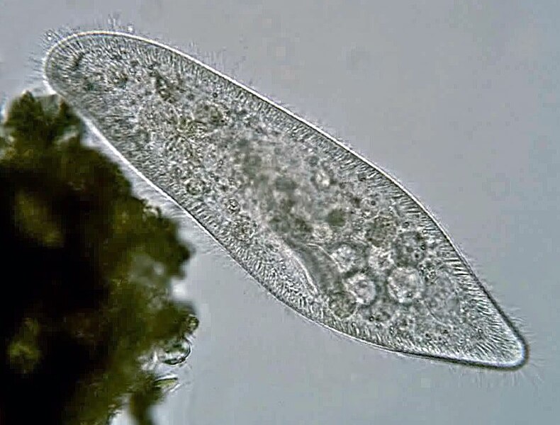 Файл:Paramecium caudatum Ehrenberg, 1833.jpg