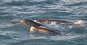 Gray and white cetaceans