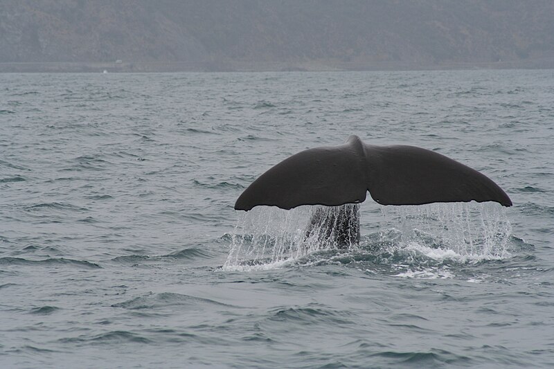 File:Spermwhale tail.JPG