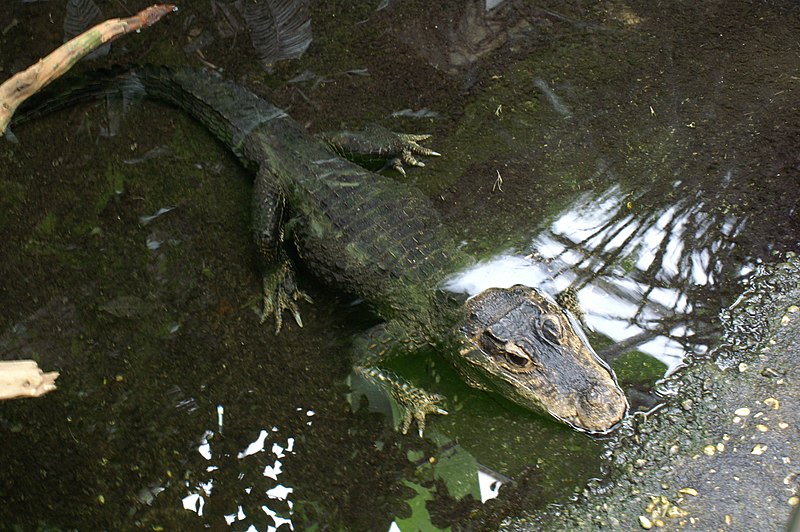 File:Stumpfkrokodil (Osteolaemus tetraspis).JPG