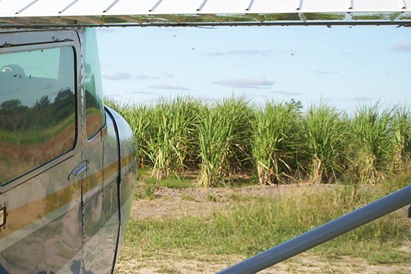 File:Sugarcane cultivation Alto Paraguay.JPG