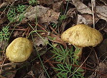 Suillus sibiricus 72212.jpg