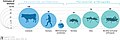 Image 38Biomass distribution of humans, livestock, and other animals (from Livestock)