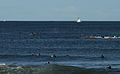 Southern right whales and surfers