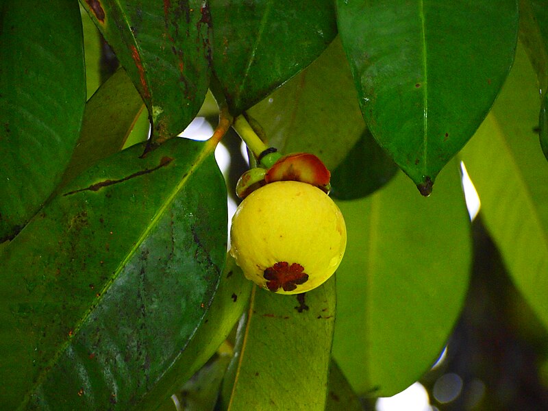 File:Young Mangosteen Fruit.jpg