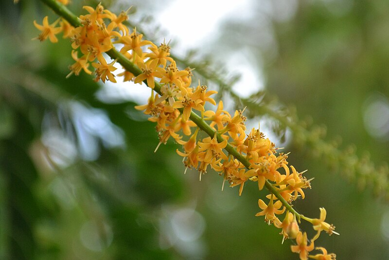 File:Adenanthera pavonina - flowers.JPG