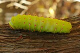 Caterpillar of the Polyphemus moth (Antheraea polyphemus), Virginia, USA