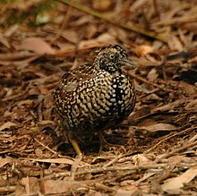 brown and black bird on forest floor