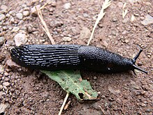 Black Slug.jpg