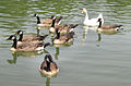 Flock on the water.