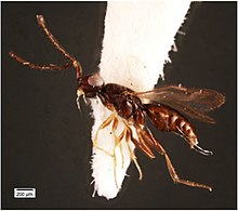 Conostigmus sp 1.jpg