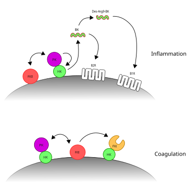 The two arms of the contact system.