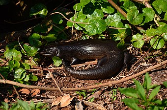 Land mullet, Lamington National Park, Queensland