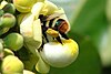 Female visiting flower