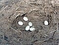 Eggs