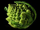 Romanesco broccoli, showing self-similar form approximating a natural fractal