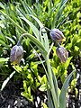 Plant flowering in Saint Petersburg Botanical Garden