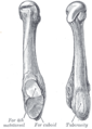 Anatomy of the fifth metatarsal.