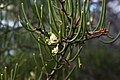 2 - Should be a tas native. Pretty sure its hakea, but not so confident on the species.