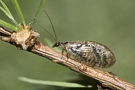 Hemerobius atrifrons