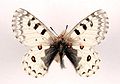 Parnassius epaphus