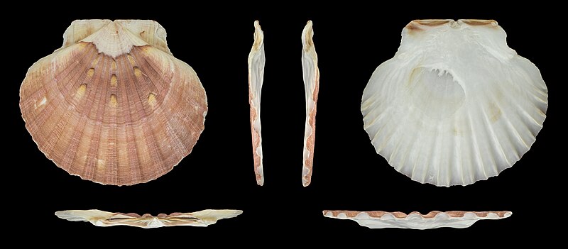 File:Pecten maximus 02.jpg