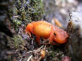 Red-spotted newt in a crevice.