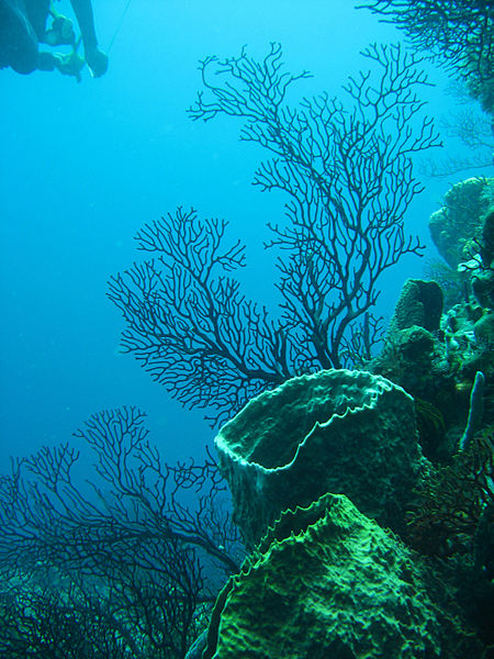 File:Reef 247.jpg